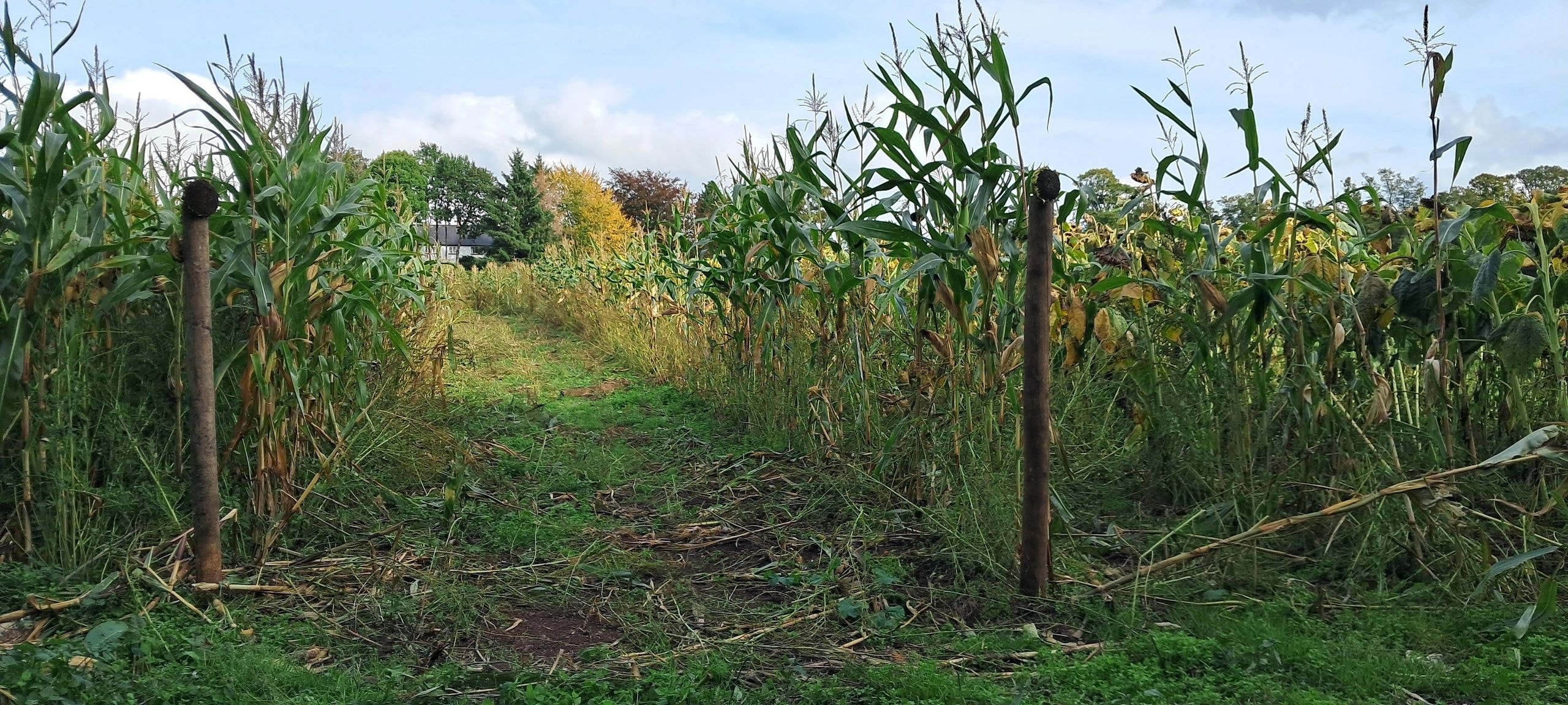 Maize trail at Green 2 Earth