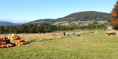Variety of pumpkins at Green 2 Earth